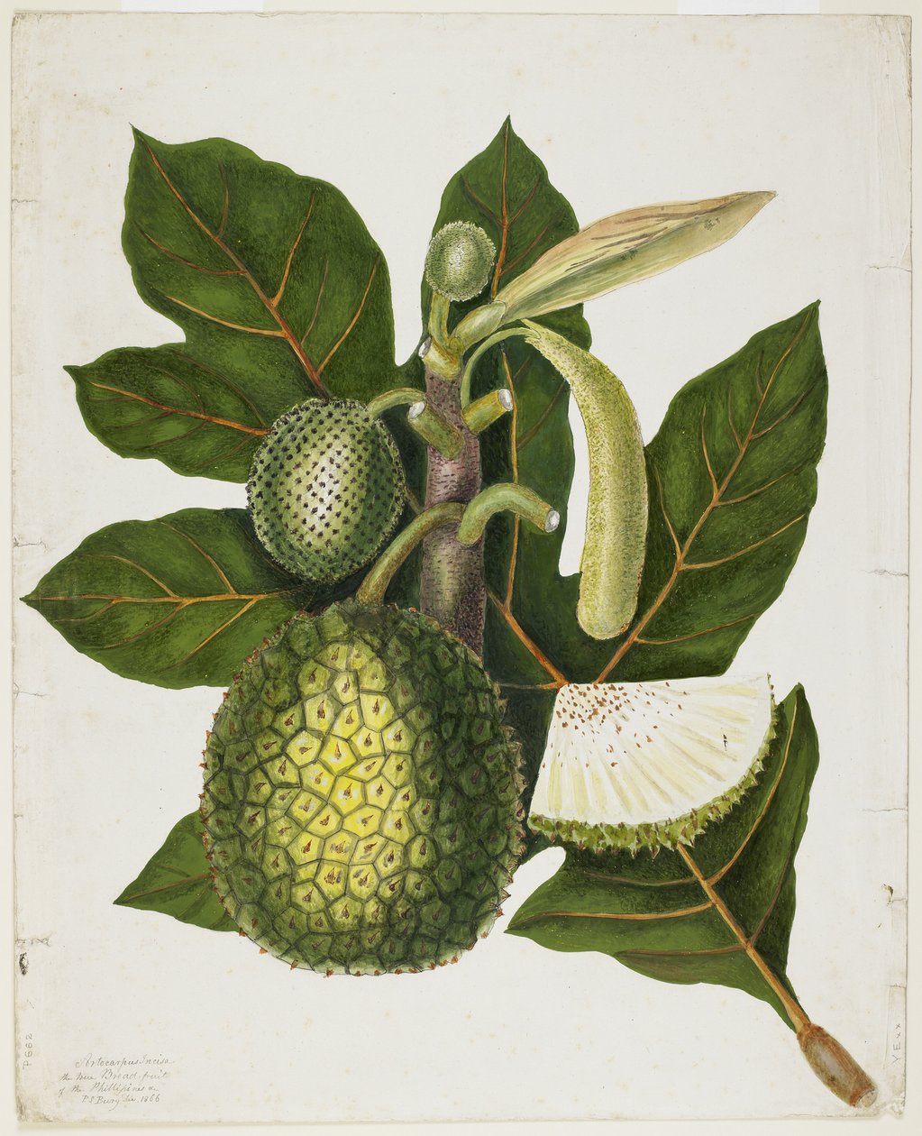 Artocarpus Incisa (فاكهة الخبز الحقيقية للفلبين) ، ديسمبر 1866 بواسطة بريسيلا سوزان بوري