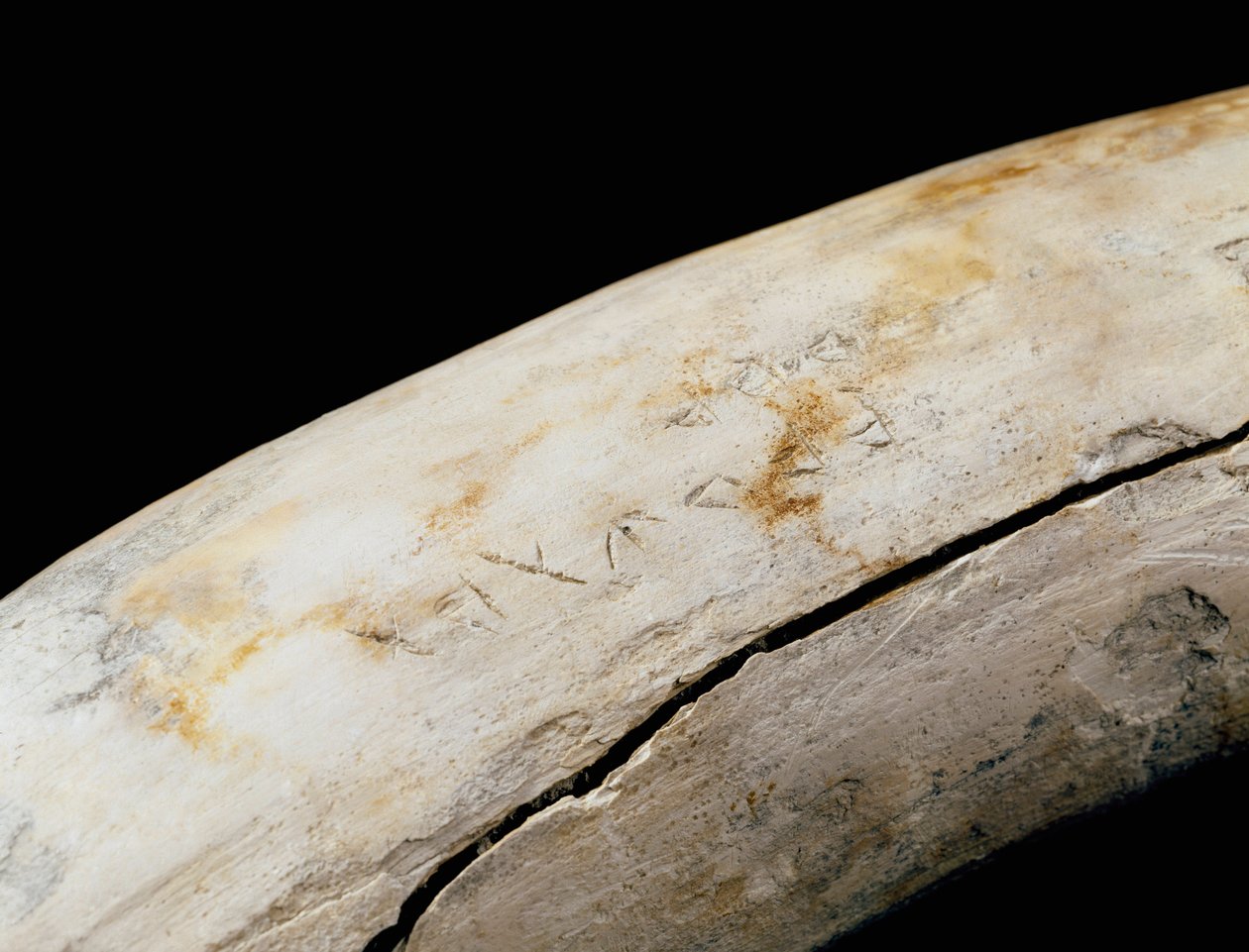 الفن البوني (القرطاجي): دفاع عاجي مع نقش محفور. من Bajo de la Campana (Cartagena) Museo de Cartagena Cartagena إسبانيا بواسطة بونيقية بونيقية