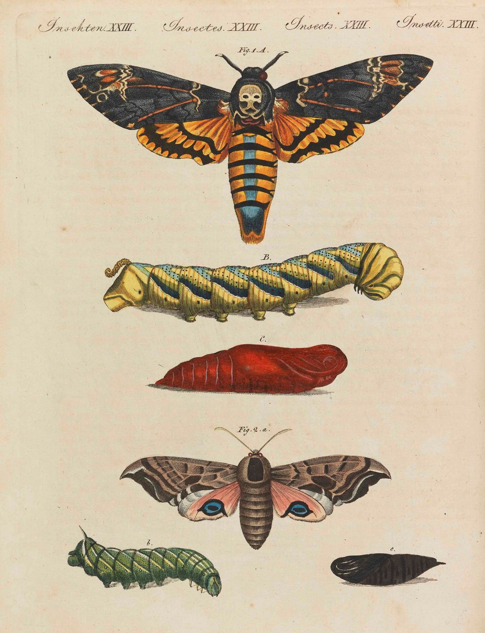 موسوعة الأطفال المصورة للكتاب المصور للأطفال بقلم فريدريش يوهان جاستن بيرتوش ، 1798-1830. بواسطة تلاميذ مدرسة الرسم الحرة الأميرية فايمار.