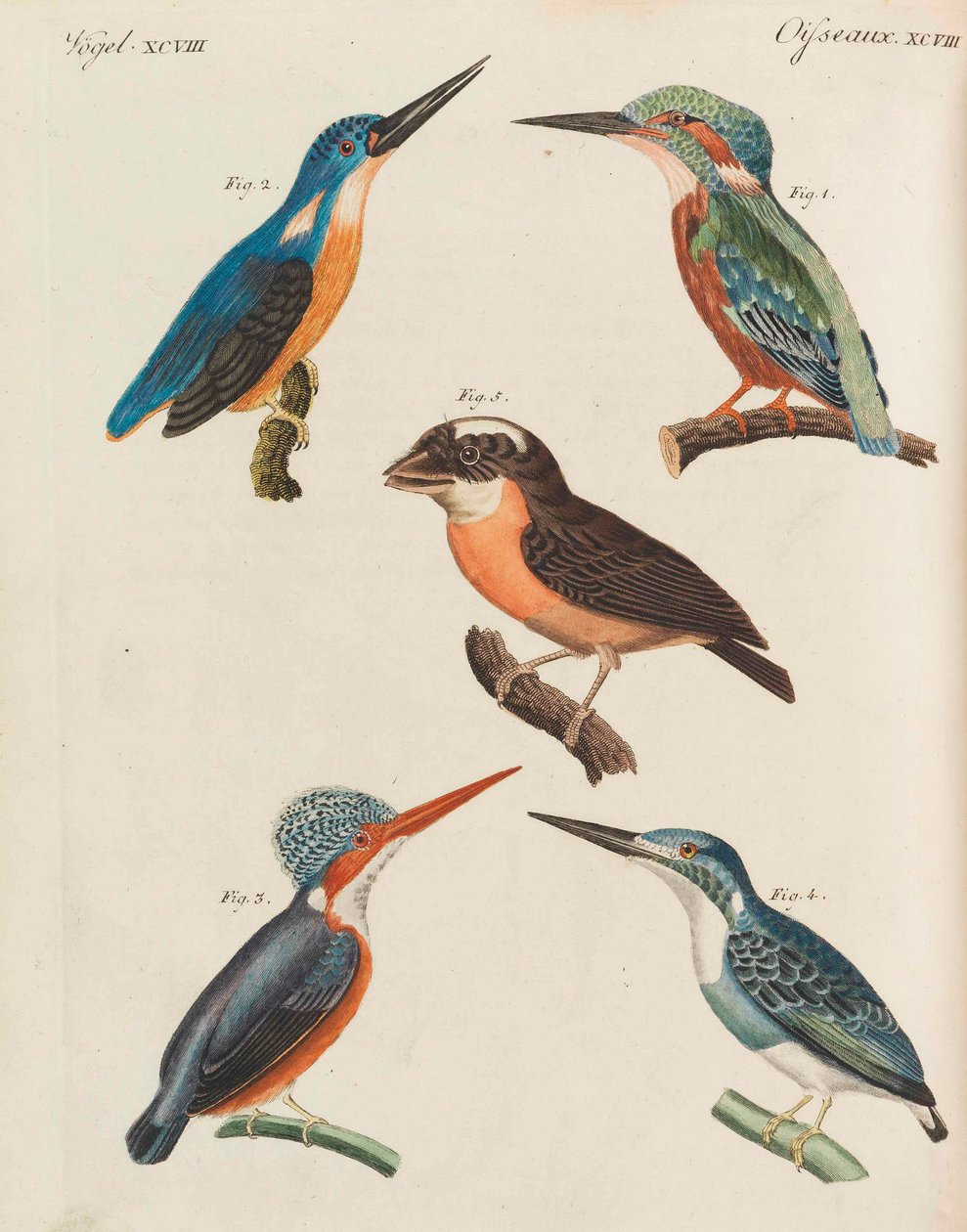 موسوعة الأطفال المصورة للكتاب المصور للأطفال بقلم فريدريش يوهان جاستن بيرتوش ، 1798-1830. بواسطة تلاميذ مدرسة الرسم الحرة الأميرية فايمار.
