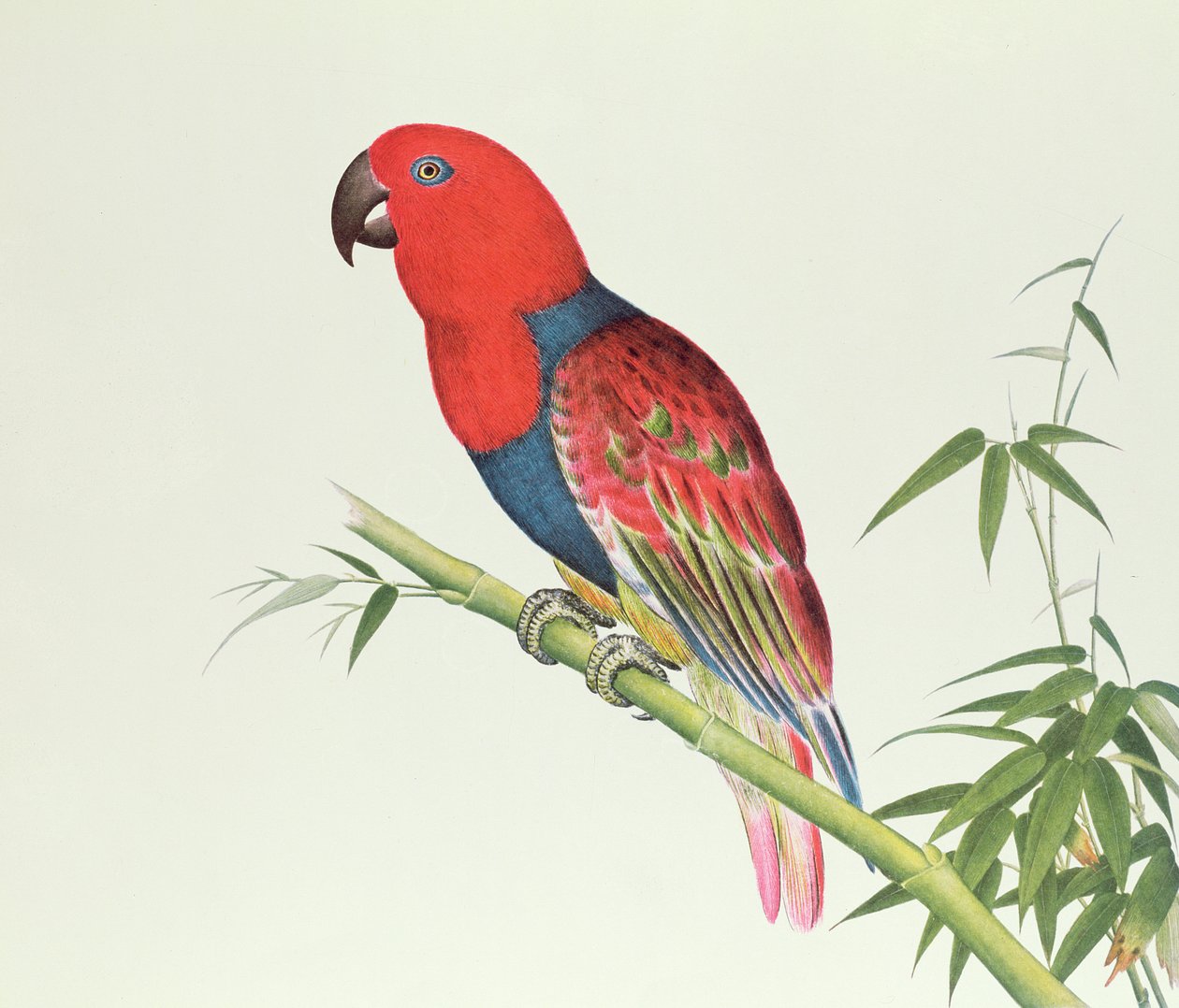 Electus Parrot ، في براعم البامبو ، فترة Ch&39;ien-lung (1736-96) (ألوان على ورق) بواسطة اسرة تشينغ الصينية