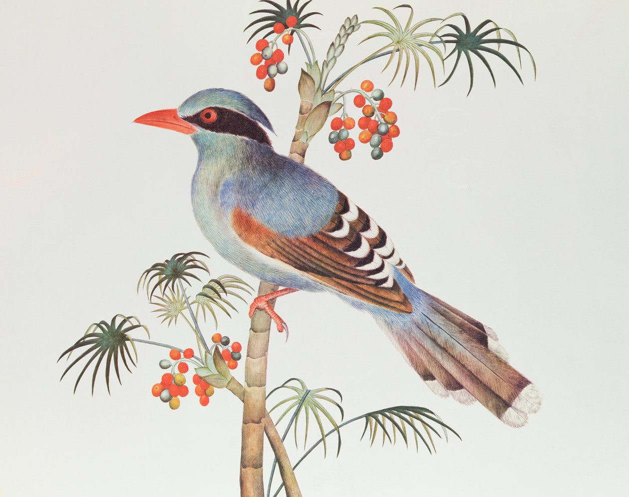 العقعق الأخضر ، فترة Ch&39;ien-lung (1736-96) (اللون على الورق) بواسطة اسرة تشينغ الصينية