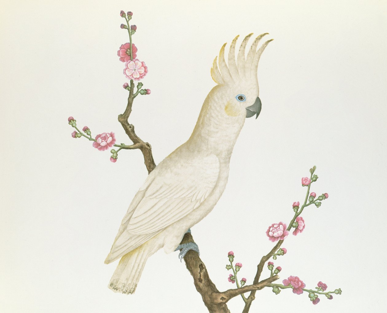 كوكاتو متوج بالليمون الصغير ، يطفو على غصن ياباني مزهر ، فترة تشان-لونج (1736-96) (لون على ورق) بواسطة اسرة تشينغ الصينية