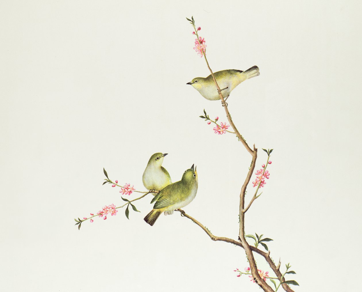 طائر أبيض العين ، فترة Ch&39;ien-lung (1736-1796) (ملون على ورق) بواسطة اسرة تشينغ الصينية