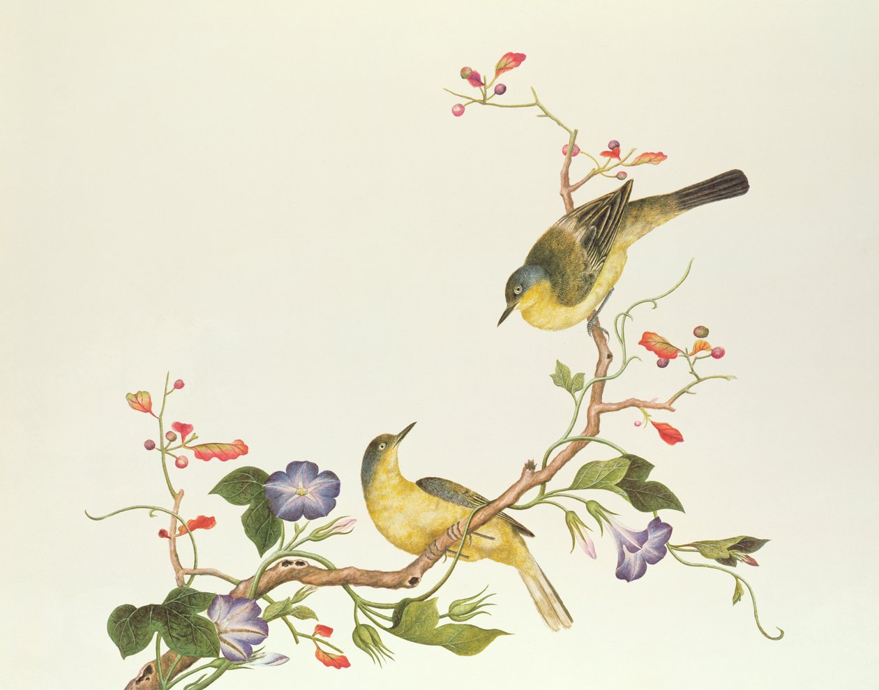 ذعرة صفراء برأس أزرق ، فترة Ch&39;ien-lung (1736-96) (ألوان على ورق) بواسطة اسرة تشينغ الصينية