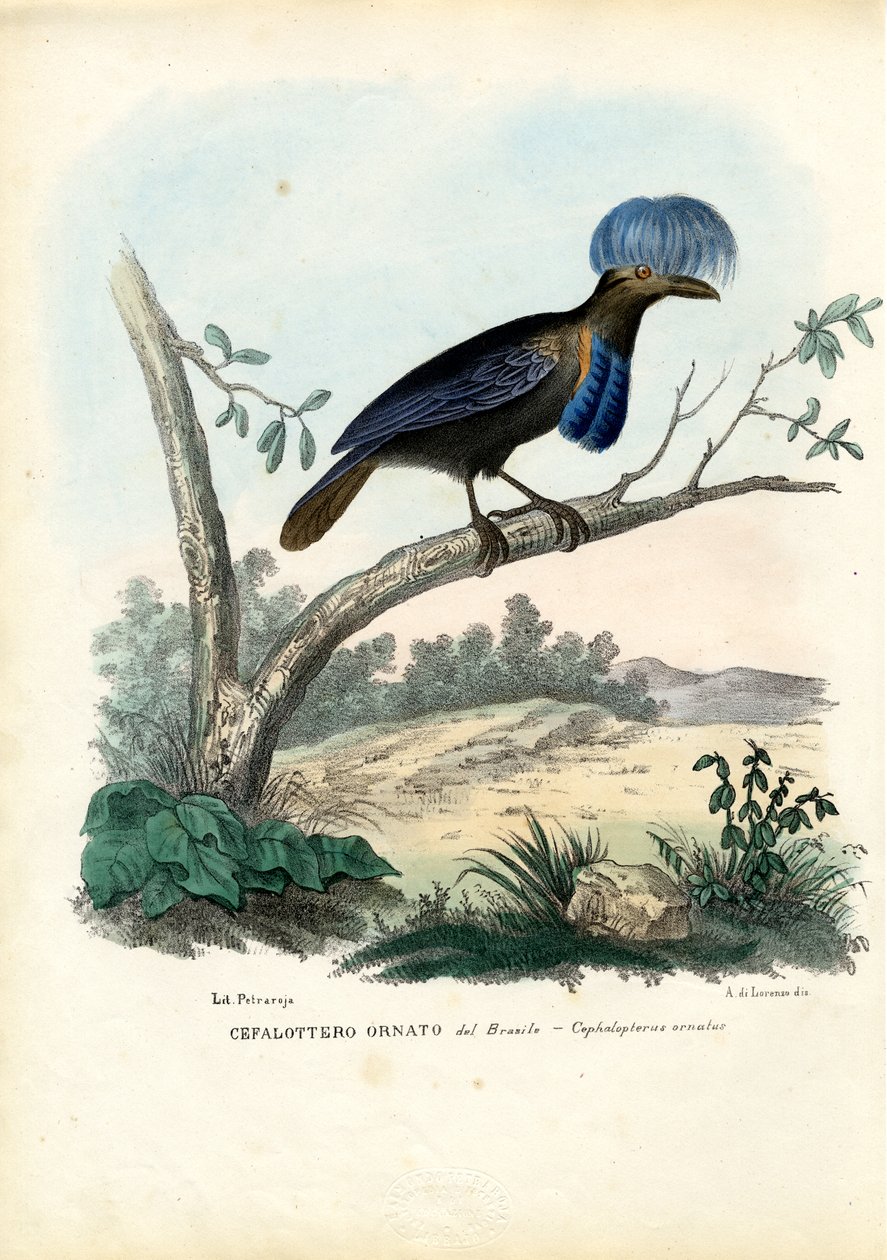 Umbrellabird الأمازون ، 1863-1879 بواسطة رايموندو بيترارويا