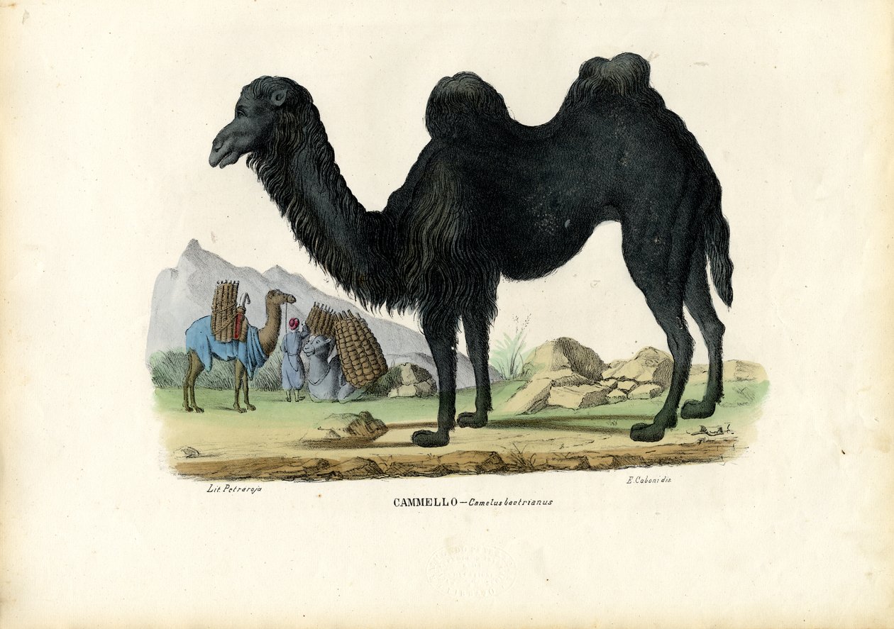 الجمل البكتري ، 1863-1879 بواسطة رايموندو بيترارويا