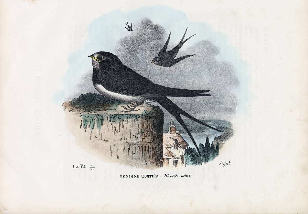 بارن سوالو ، 1863-1879 بواسطة رايموندو بيترارويا