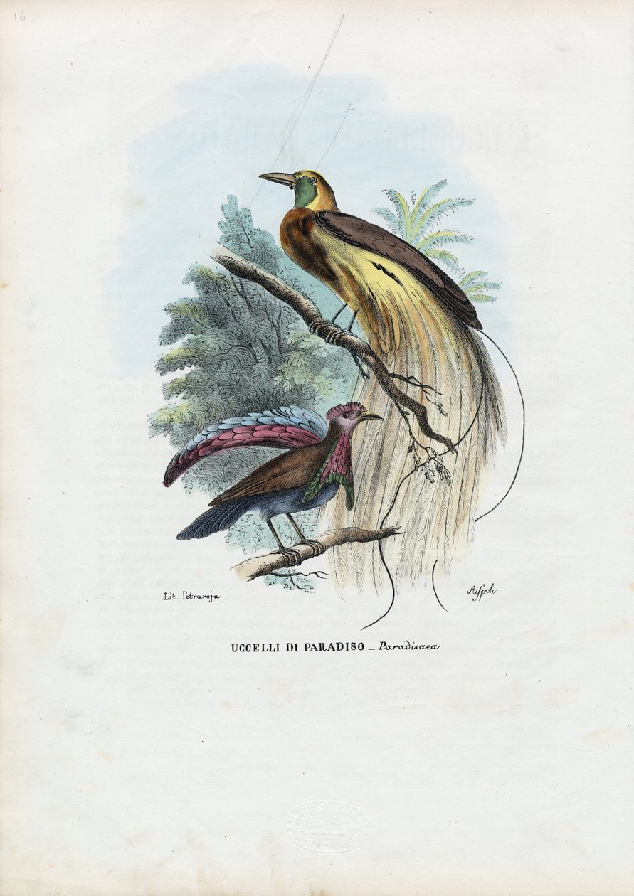 طائر الجنة ، 1863-1879 بواسطة رايموندو بيترارويا