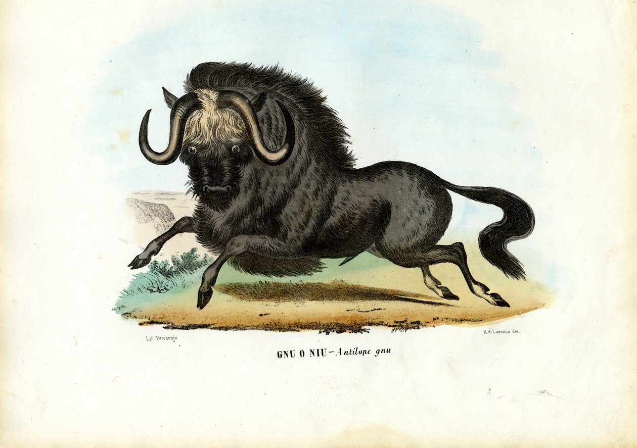 بلاك وايلدبيست ، 1863-1879 بواسطة رايموندو بيترارويا