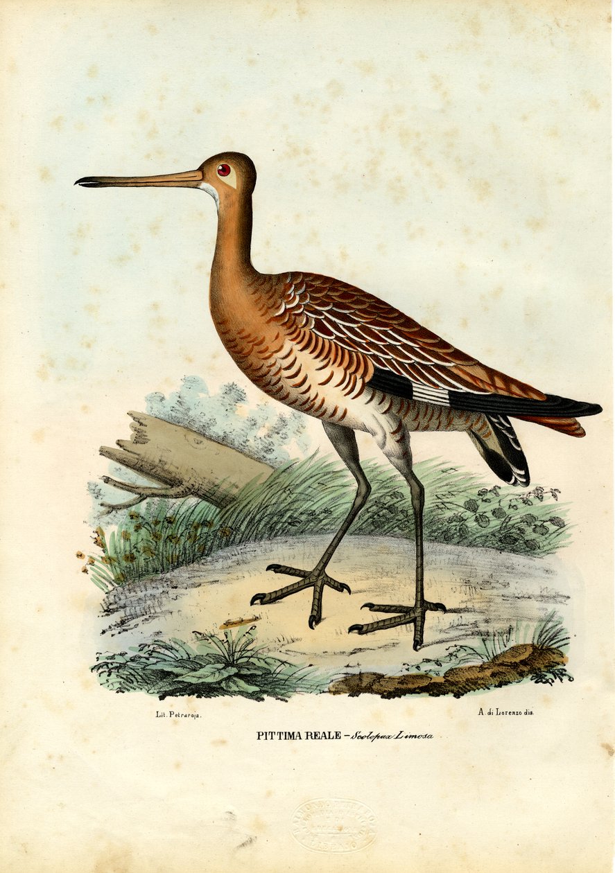 Godwit أسود الذيل ، 1863-1879 بواسطة رايموندو بيترارويا