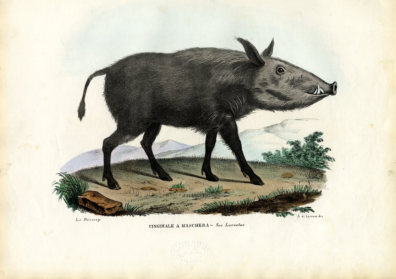 Bushpig ، 1863-1879 بواسطة رايموندو بيترارويا
