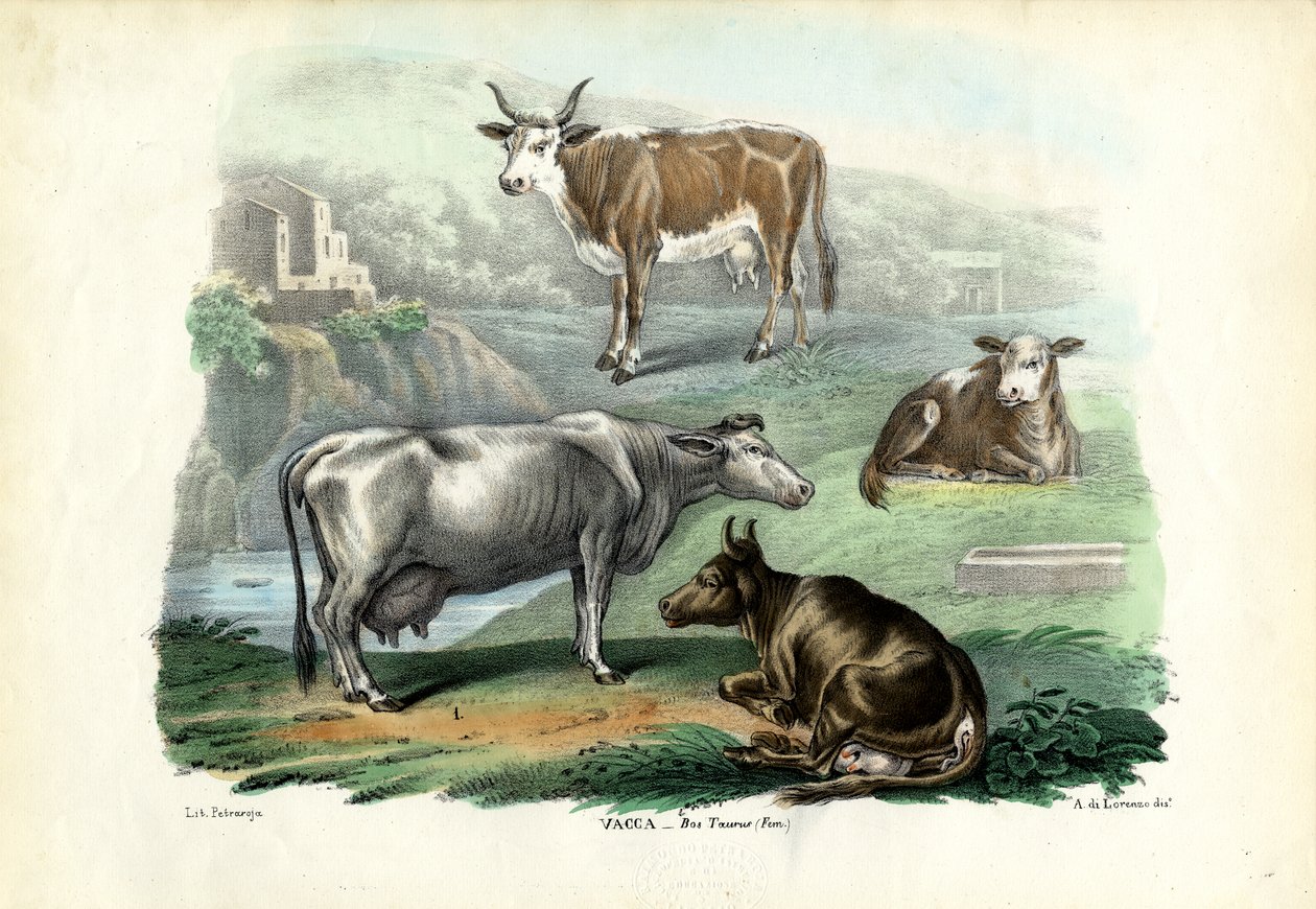 الماشية ، 1863-1879 بواسطة رايموندو بيترارويا