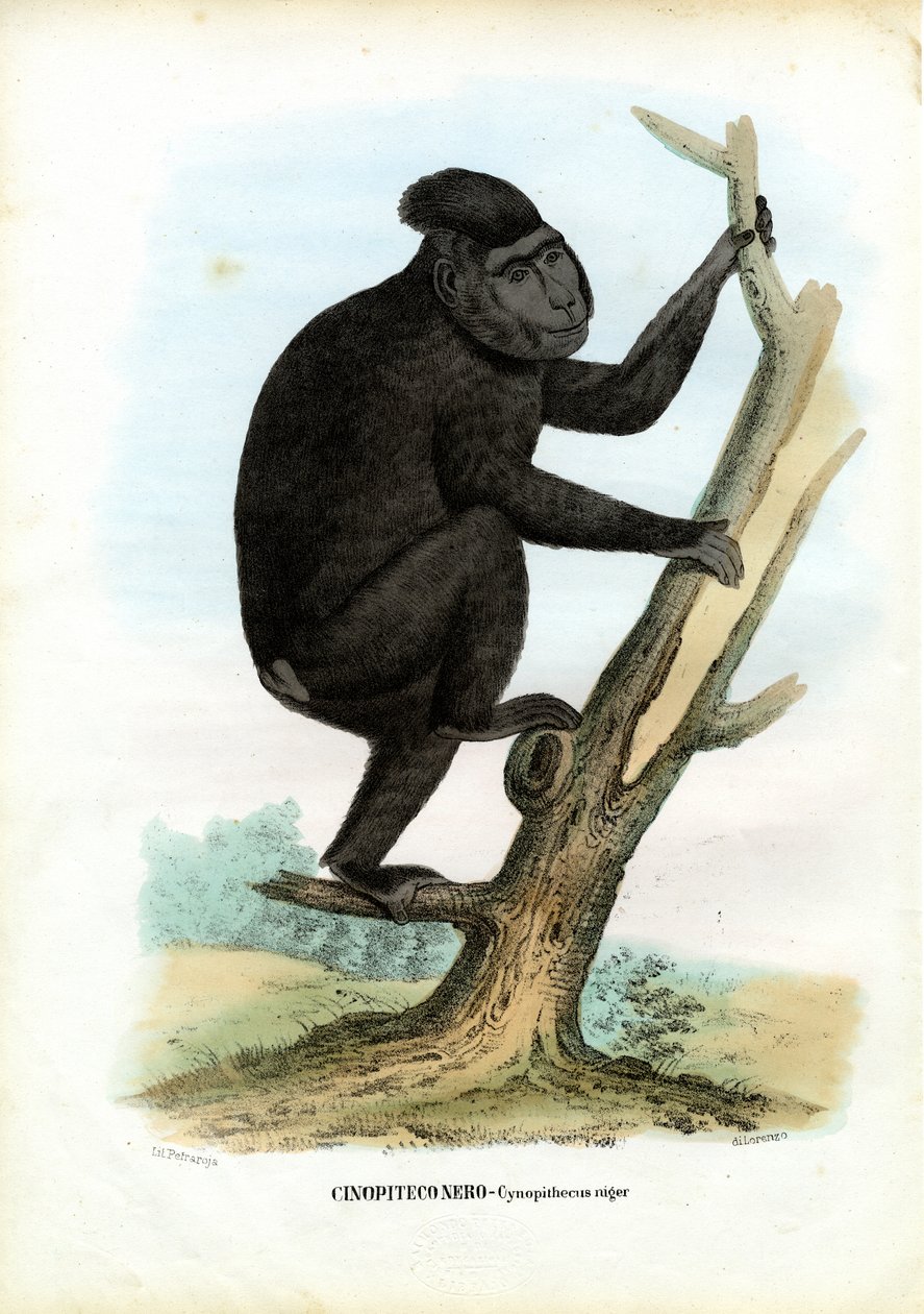 Celebes Ape ، 1863-1879 بواسطة رايموندو بيترارويا