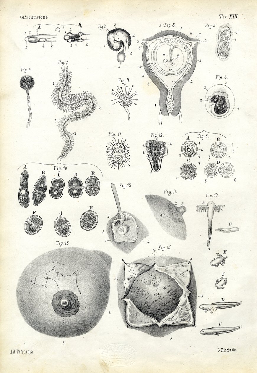 التنمية ، 1863-1879 بواسطة رايموندو بيترارويا