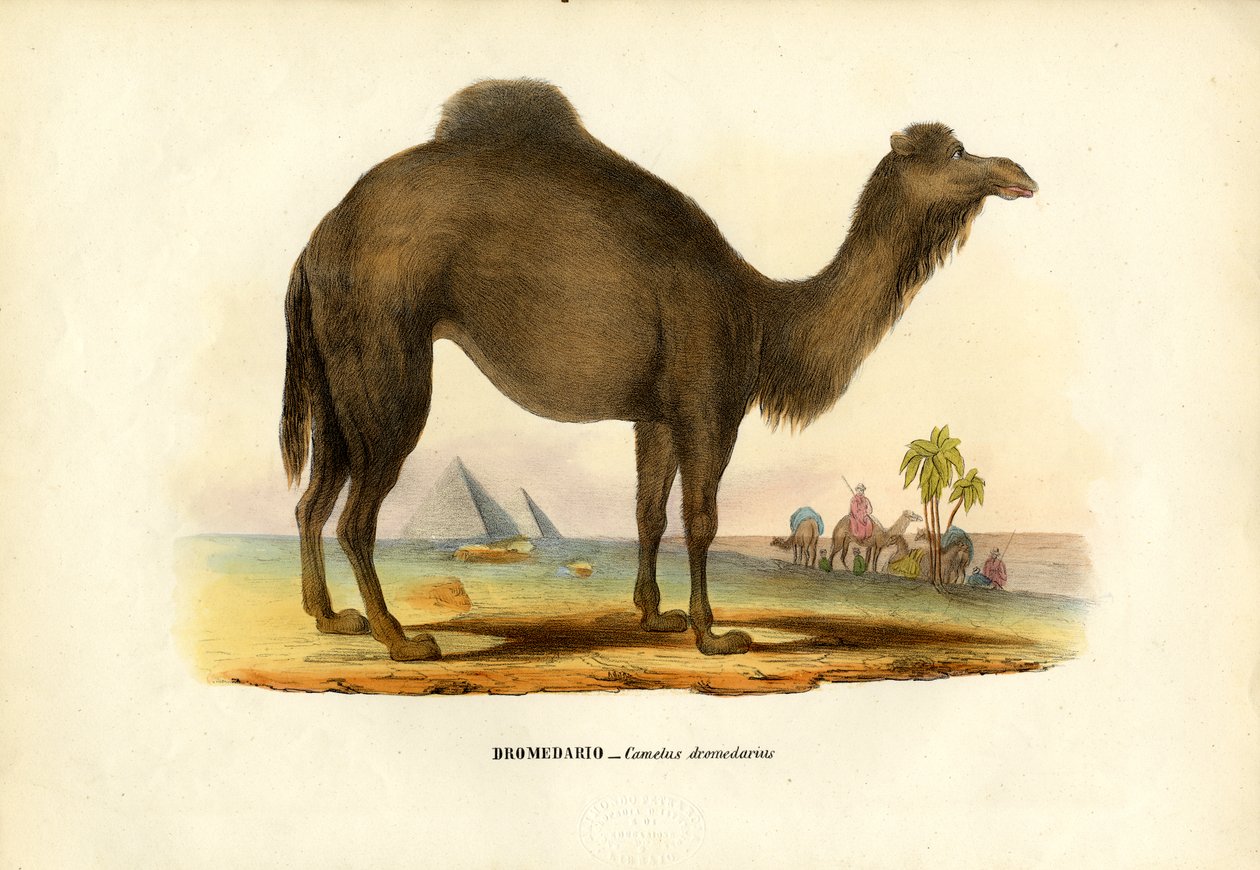 الجمل العربي ، 1863-1879 بواسطة رايموندو بيترارويا