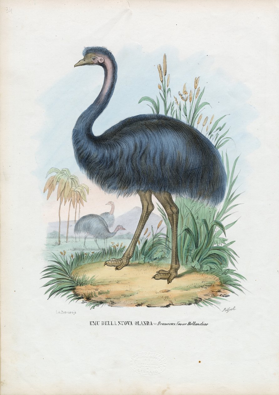 Emu ، 1863-1879 بواسطة رايموندو بيترارويا