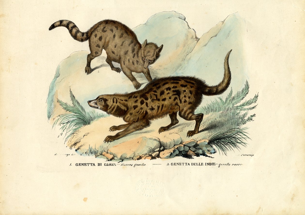 جينيه ، 1863-1879 بواسطة رايموندو بيترارويا