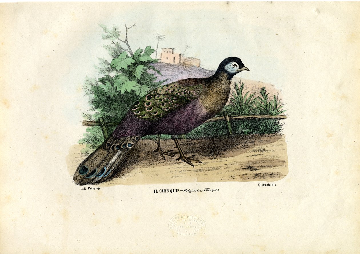 الطاووس الهندي ، 1863-1879 بواسطة رايموندو بيترارويا