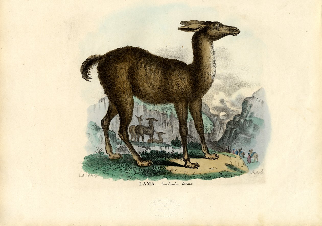 لاما ، 1863-1879 بواسطة رايموندو بيترارويا
