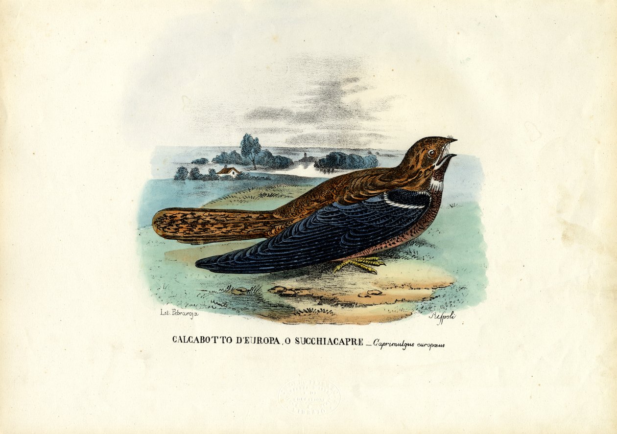 Nightjar ، 1863-1879 بواسطة رايموندو بيترارويا