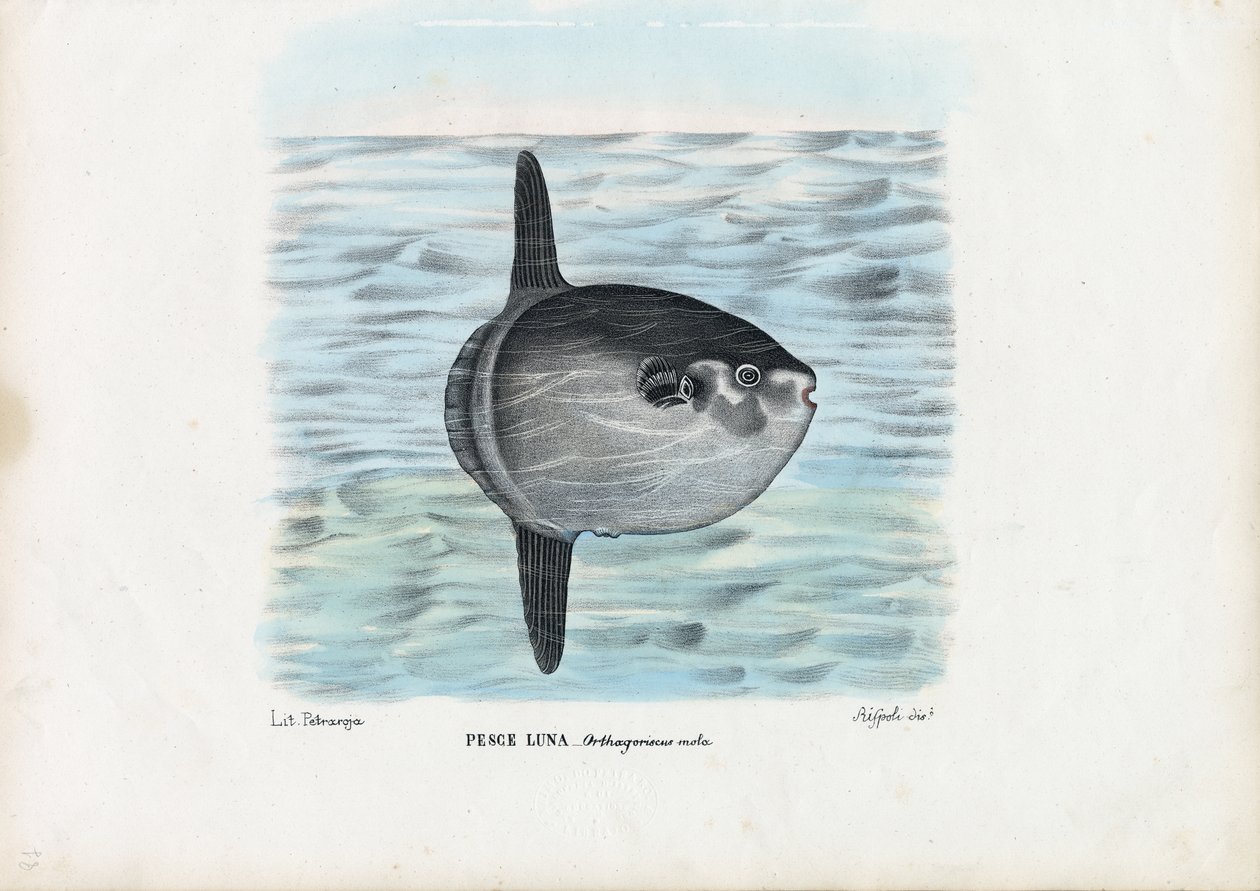 Ocean Sunfish ، 1863-1879 بواسطة رايموندو بيترارويا