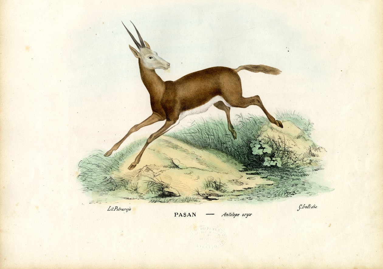 المها ، 1863-1879 بواسطة رايموندو بيترارويا