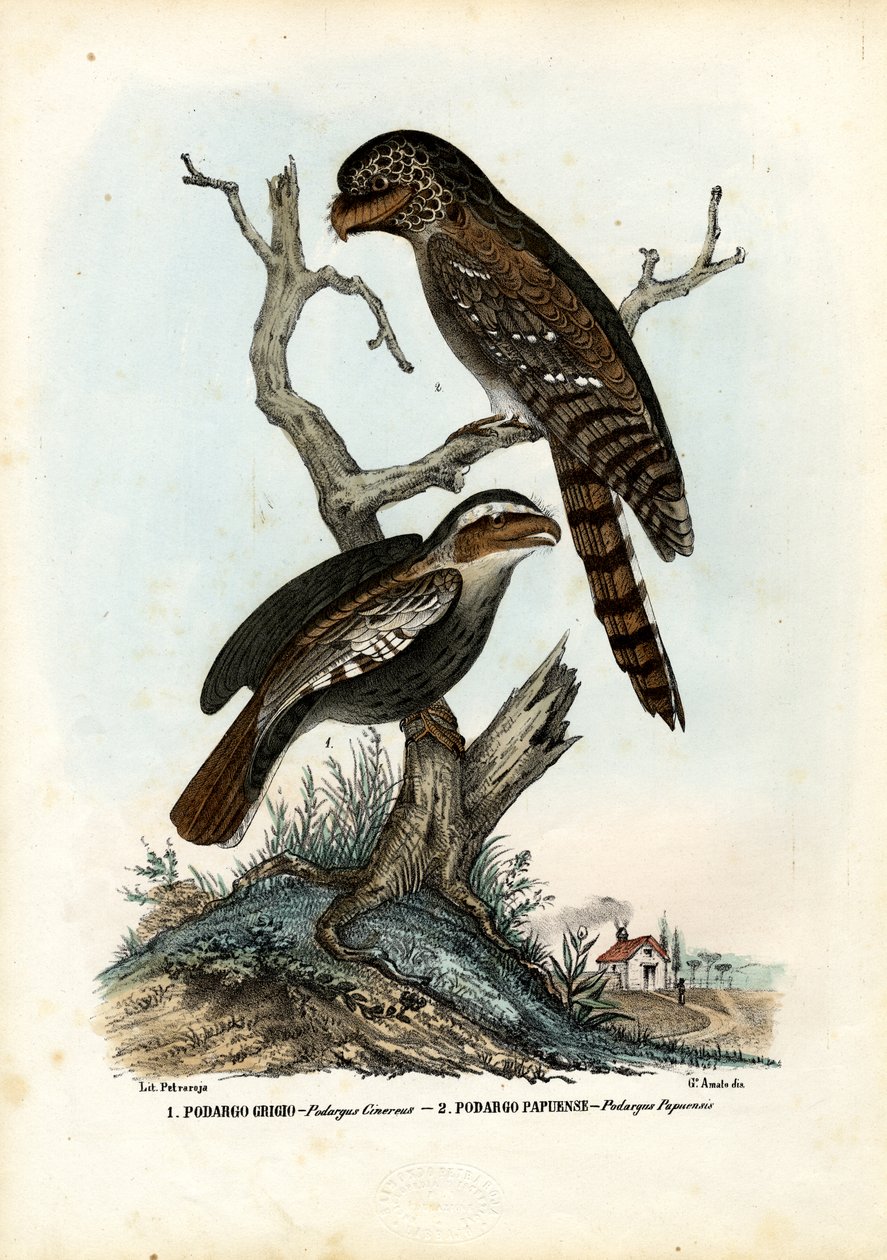 Papuan Frogmouth ، 1863-1879 بواسطة رايموندو بيترارويا