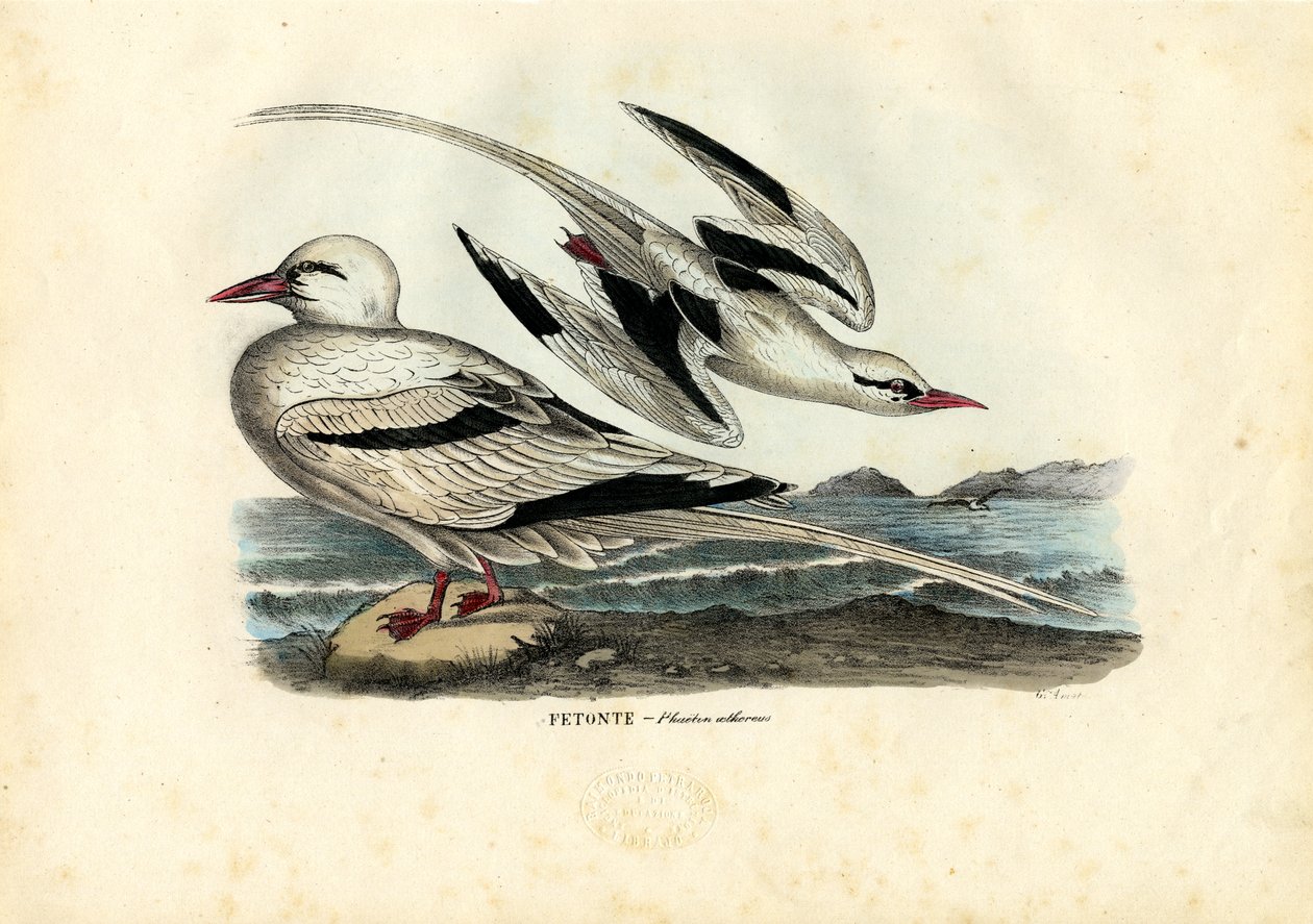 Tropicbird ذو فاتورة حمراء ، 1863-1879 بواسطة رايموندو بيترارويا