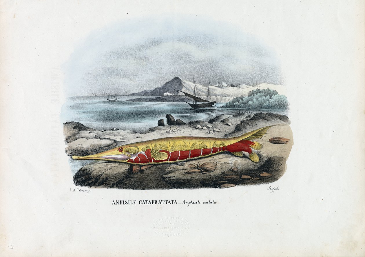 روبيان ، 1863-1879 بواسطة رايموندو بيترارويا