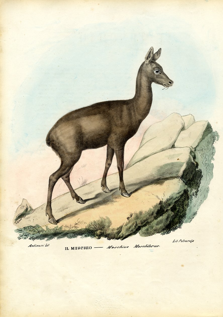 مسك الغزلان السيبيري ، 1863-1879 بواسطة رايموندو بيترارويا