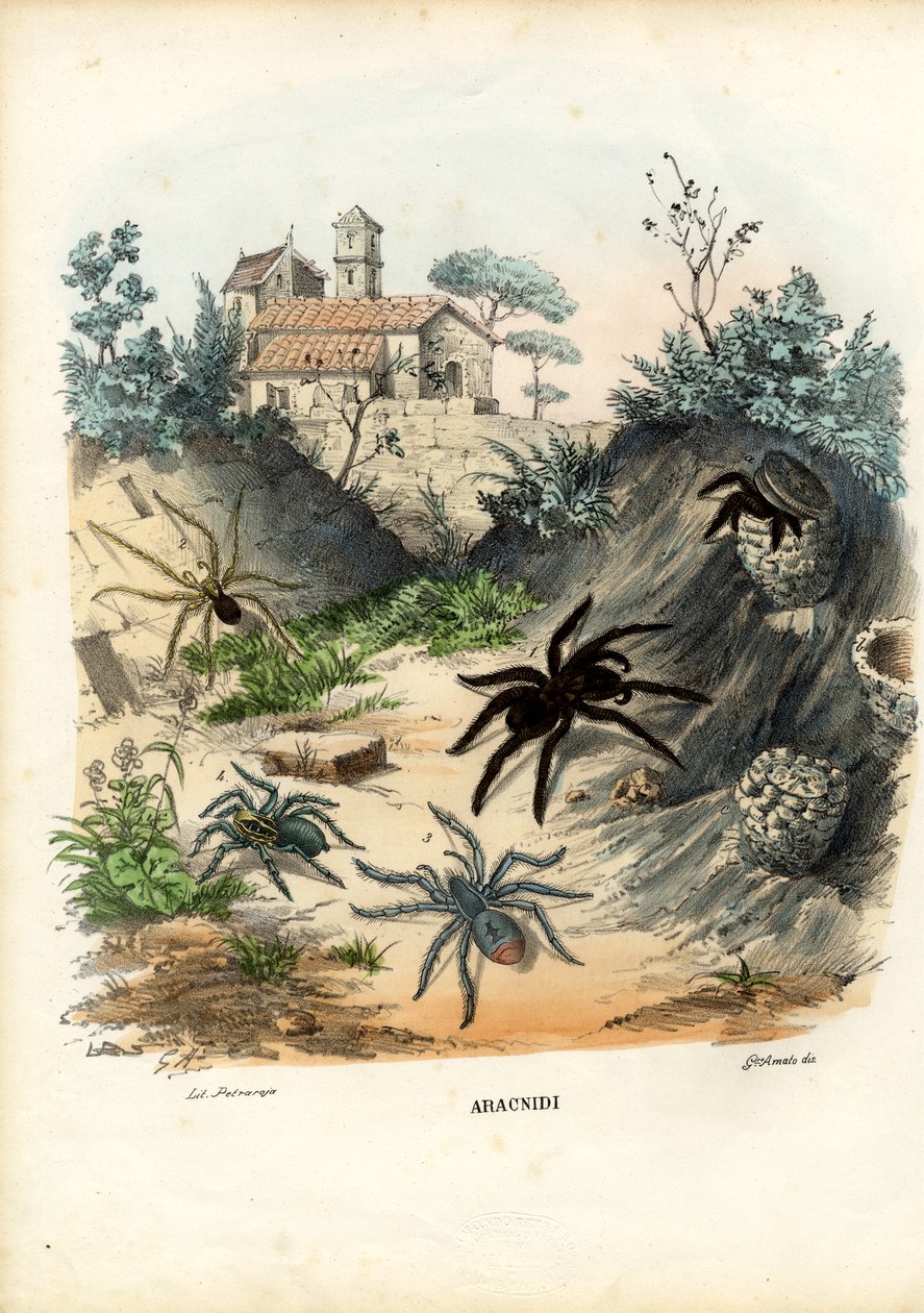 العناكب ، 1863-1879 بواسطة رايموندو بيترارويا