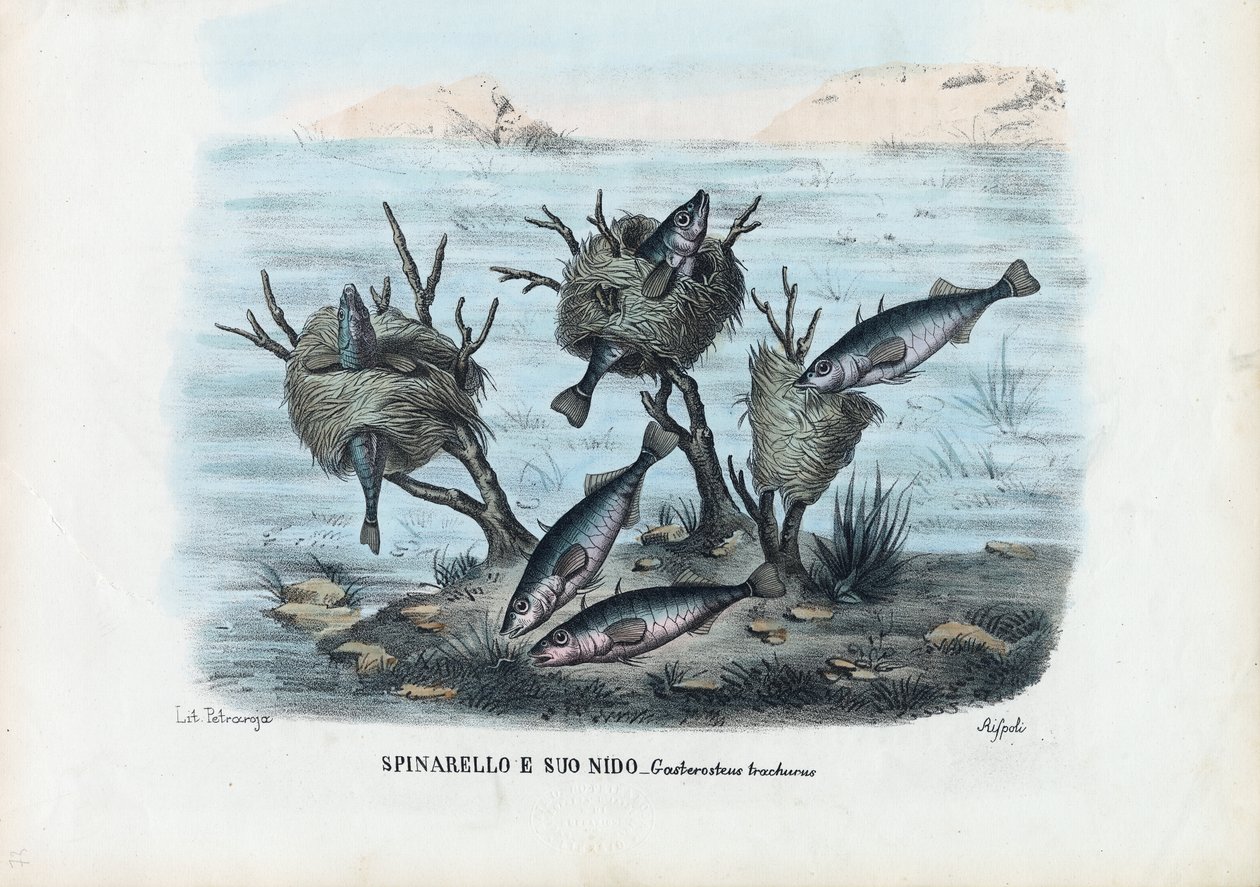 Stickleback ، 1863-1879 بواسطة رايموندو بيترارويا