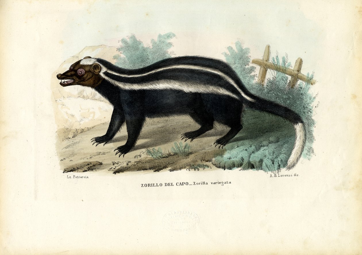 مخطط Polecat ، 1863-1879 بواسطة رايموندو بيترارويا