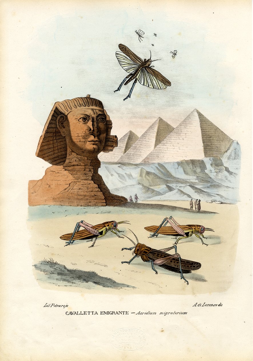 صحيح الكريكيت ، 1863-1879 بواسطة رايموندو بيترارويا
