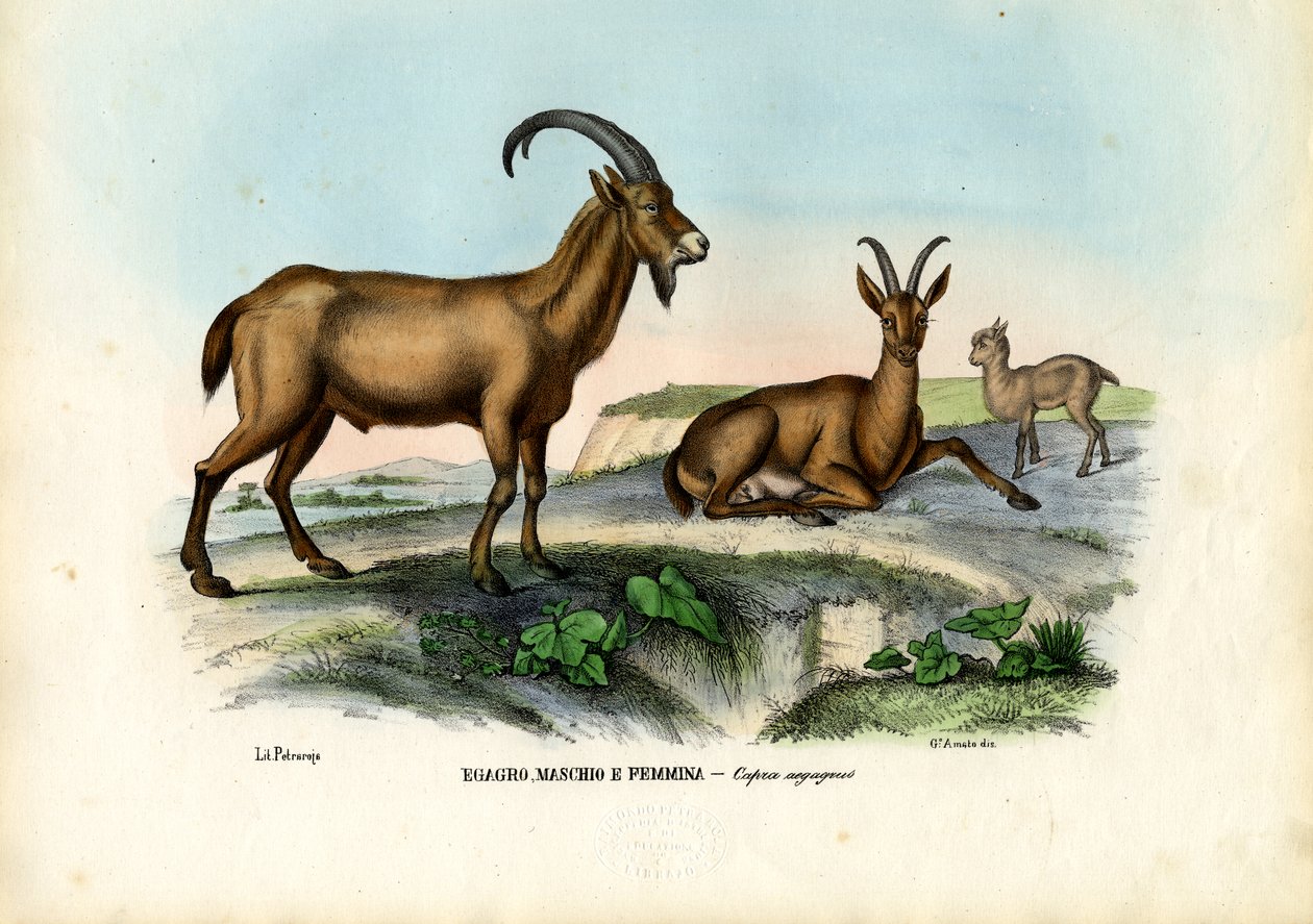 الماعز البري ، 1863-1879 بواسطة رايموندو بيترارويا