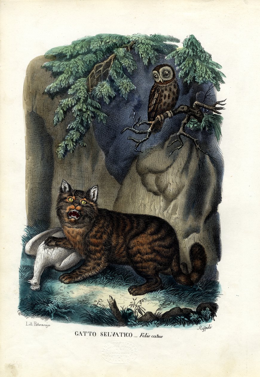 Wildcat ، 1863-1879 بواسطة رايموندو بيترارويا