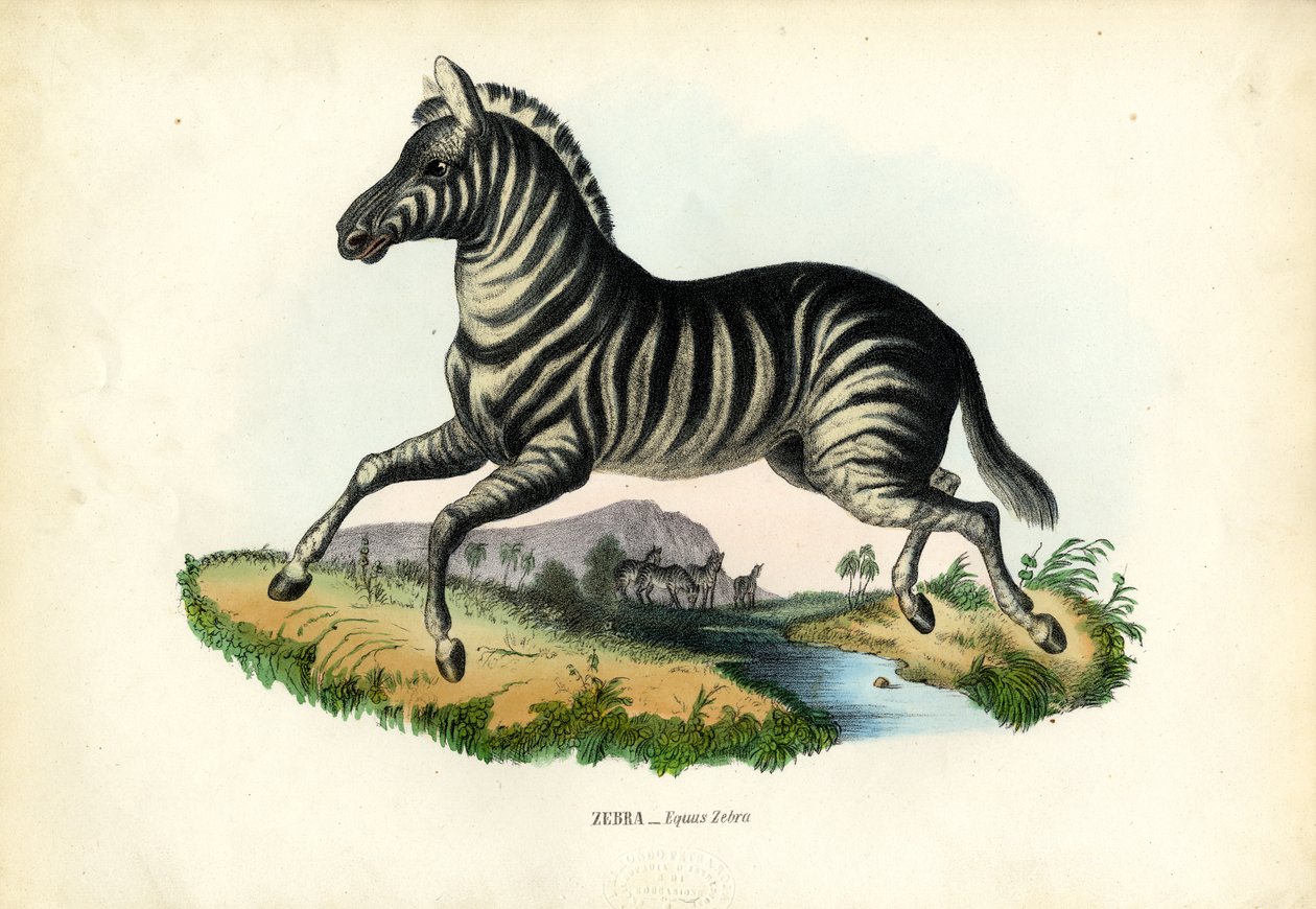 زيبرا ، 1863-1879 بواسطة رايموندو بيترارويا