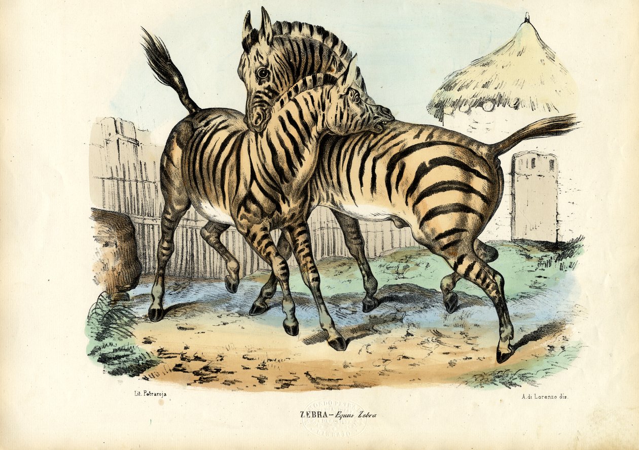 زيبرا ، 1863-1879 بواسطة رايموندو بيترارويا