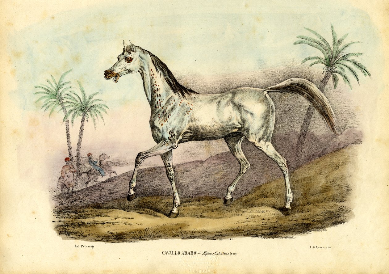 الحصان العربي ، 1863-1879 بواسطة رايموندو بيترارويا
