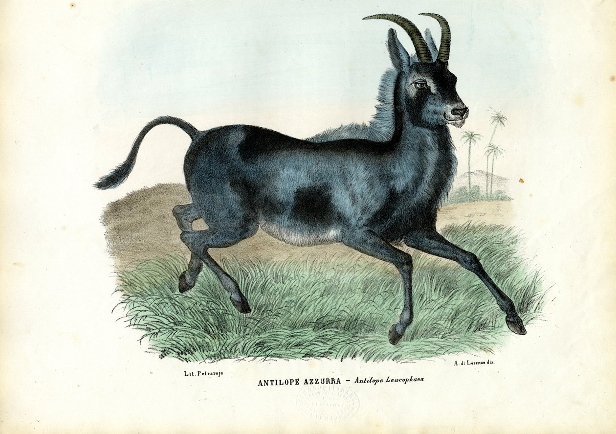 Bluebuck ، 1863-1879 بواسطة رايموندو بيترارويا
