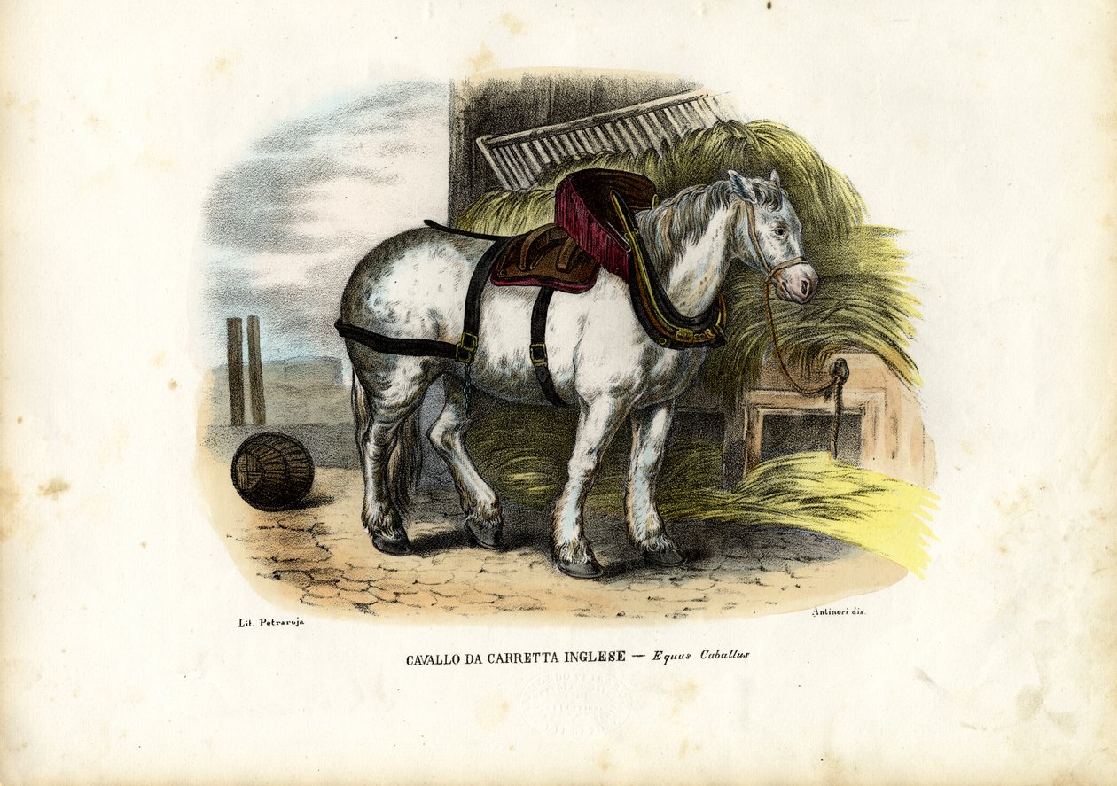 حصان المزرعة الإنجليزي ، 1863-1879 بواسطة رايموندو بيترارويا