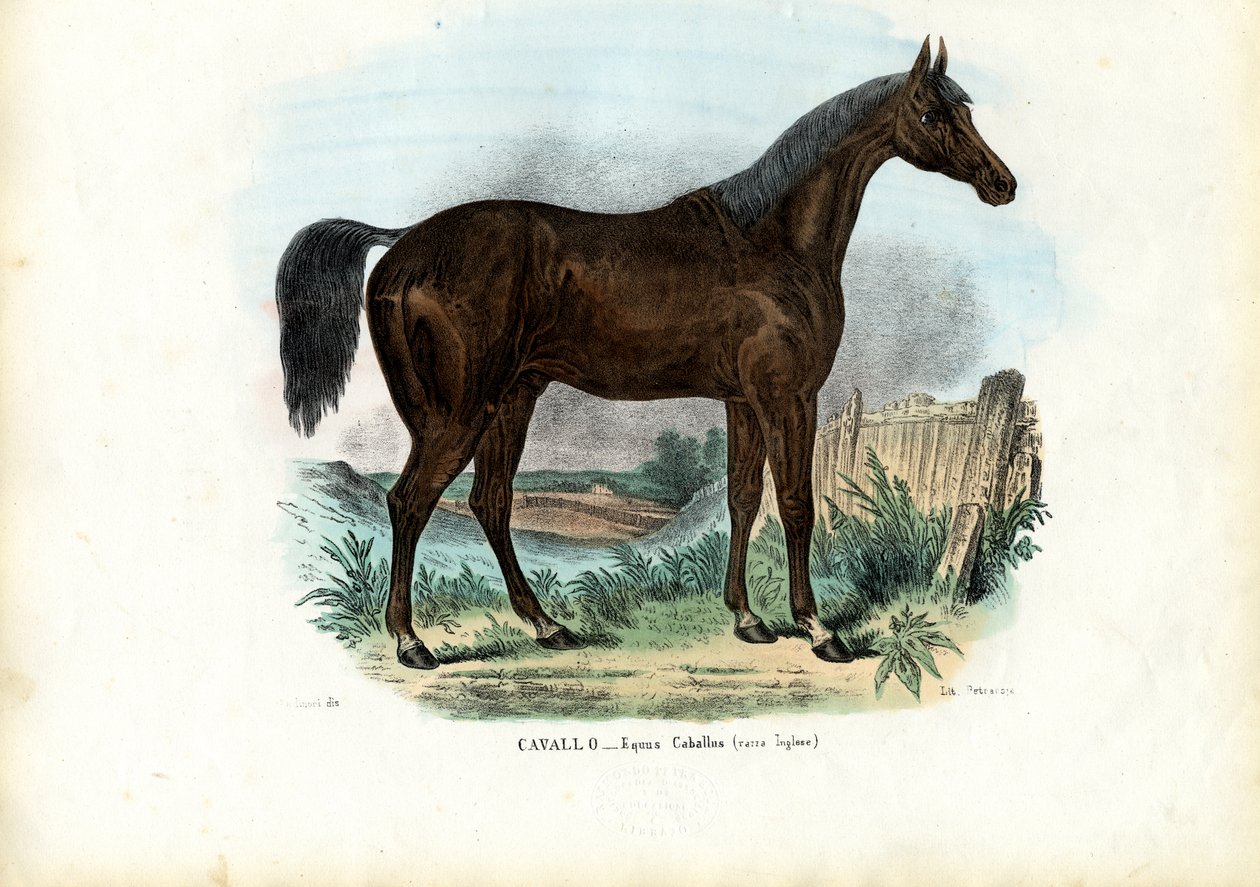 الحصان الإنجليزي ، 1863-1879 بواسطة رايموندو بيترارويا