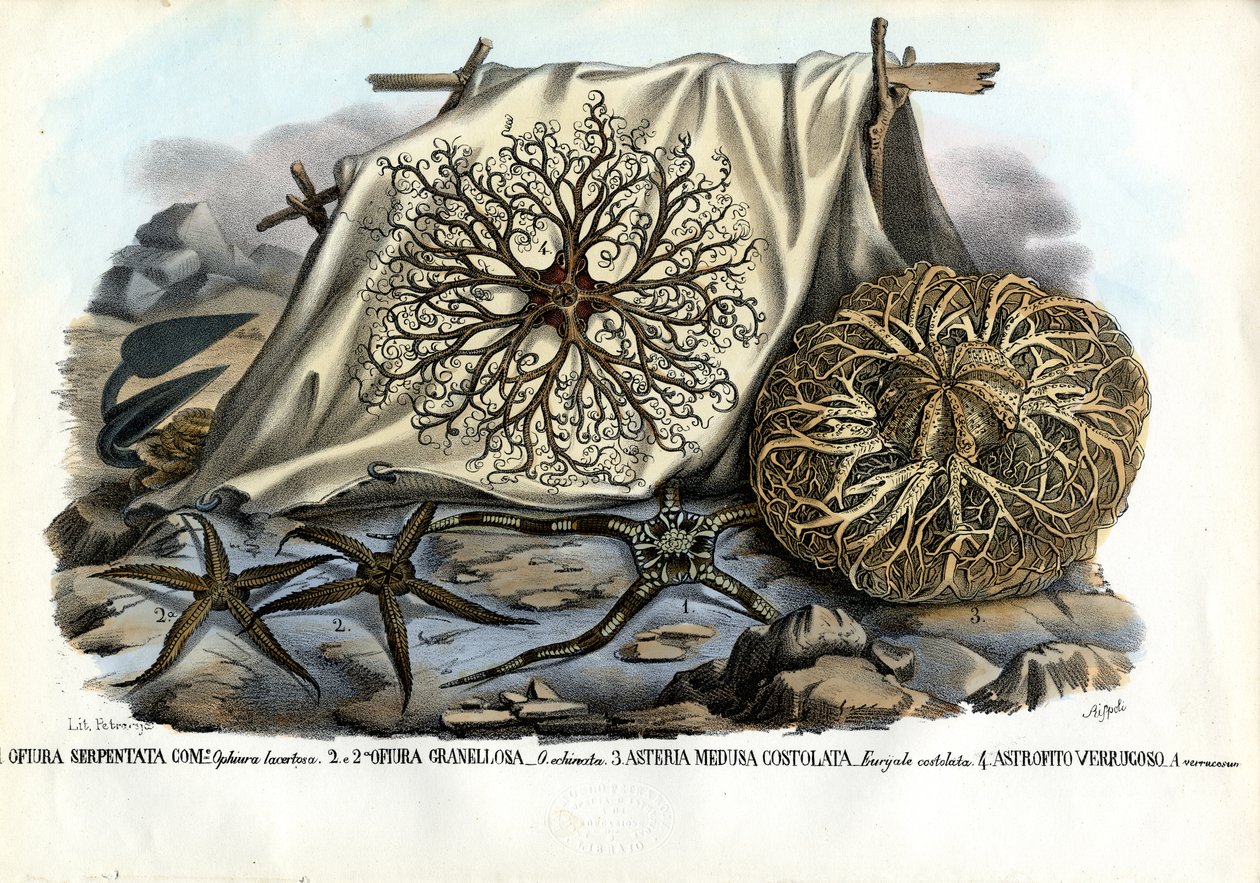 رأس جورجون ، 1863-1879 بواسطة رايموندو بيترارويا