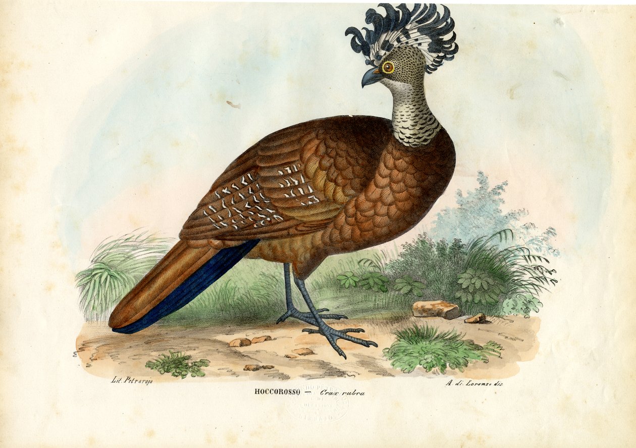 Curassow العظيم ، 1863-1879 بواسطة رايموندو بيترارويا
