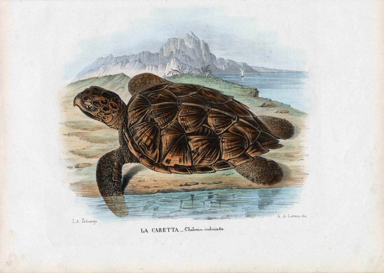 السلاحف البحرية من نوع Hawksbill ، 1863-1879 بواسطة رايموندو بيترارويا