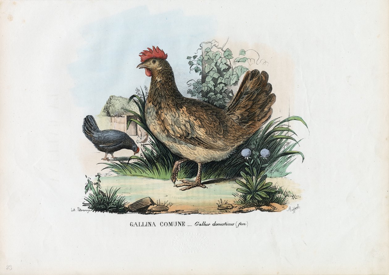 الدجاجة ، 1863-1879 بواسطة رايموندو بيترارويا