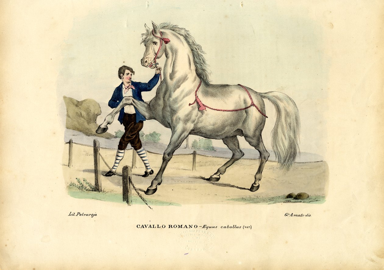 الحصان الإيطالي ، 1863-1879 بواسطة رايموندو بيترارويا