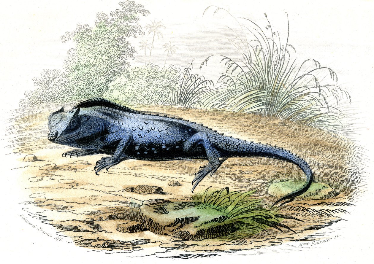 الرأس المتشعب (Lyriocephalus margaritaceus) - لوحة مستخرجة من Histoire Naturelle بقلم برنارد جيرمان دي لاسيبيدي (1856-1925)، طبعة P.Furme، باريس بواسطة رايموندو بيترارويا
