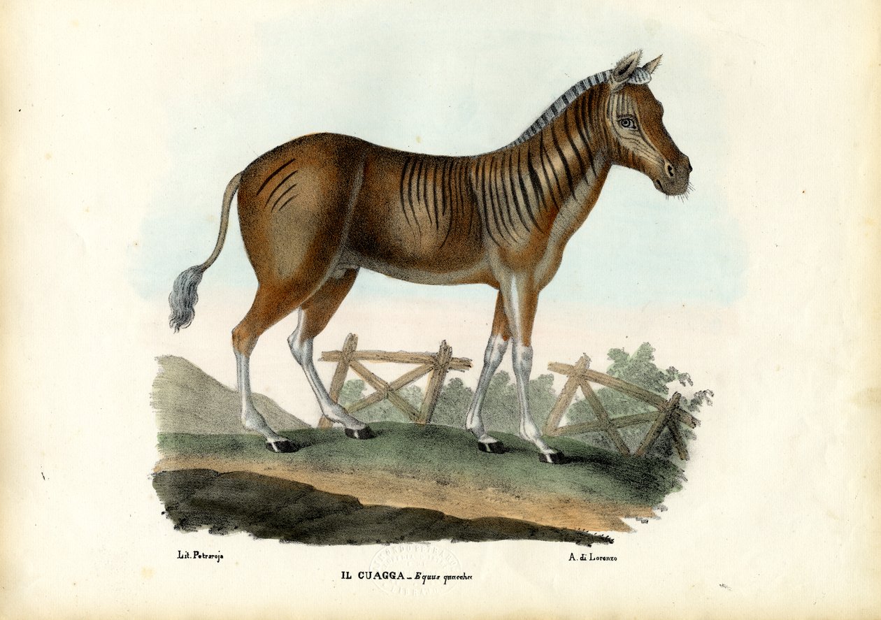 كواجا ، 1863-1879 بواسطة رايموندو بيترارويا